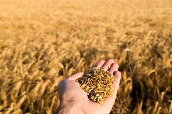 Partnering to support young people in WA’s grain-growing regions Image